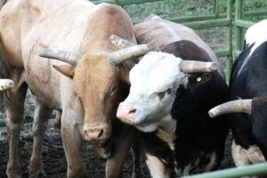 Sixty-five bulls will be provided by several different contractors from the U.S. and Canada.