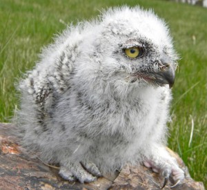 GHOW Hatchling little 3