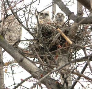 owls